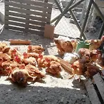 Prázdninový dům My Portugal For - *