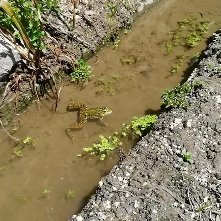 My Portugal For - Semesterbostad Lousada