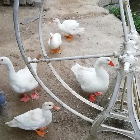 My Portugal For - Semesterbostad Lousada