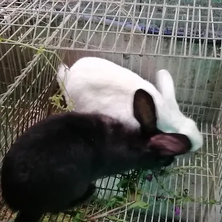 My Portugal For - Semesterbostad Lousada