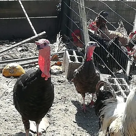 My Portugal For - Semesterbostad