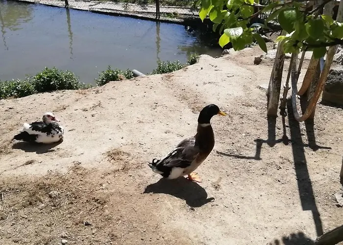 My Portugal For - Feriehus *