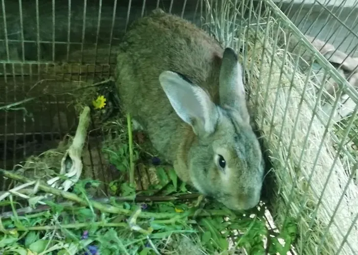 My Portugal For - ロウザダ