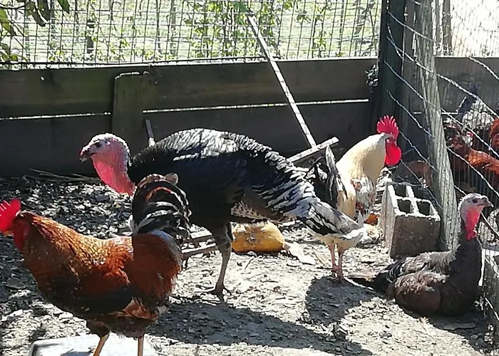 My Portugal For - بيت للعطل