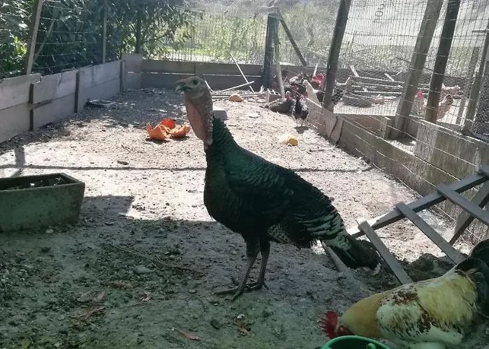 My Portugal For - Lousada