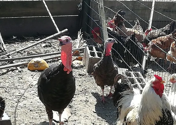 My Portugal For - Tatil Evi